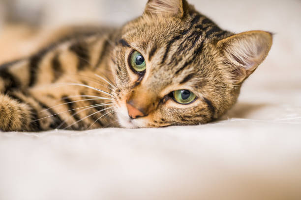 istock Beautiful short hair cat 1127786190