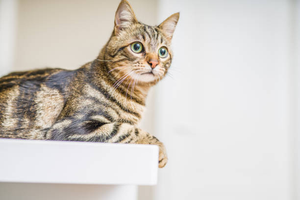 istock Beautiful short hair cat 1127786201