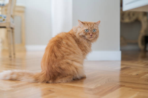 istock Beautiful short hair cat 1127786226