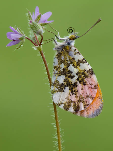 istock Anthocharis cardamines  on a forest flower in the morning 1127787258