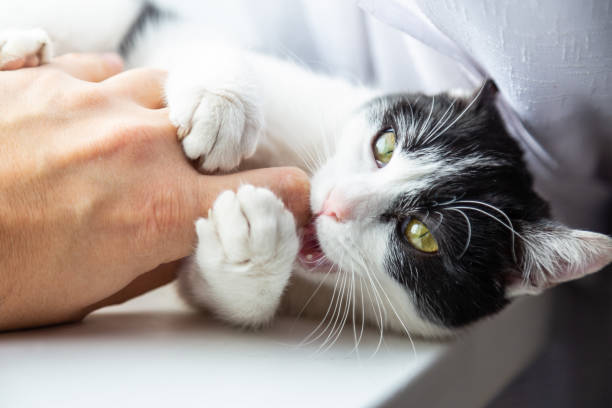 Cat playing with a caucasian human hand. stock photo