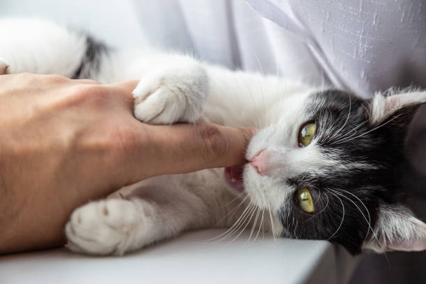 istock Cat playing with a caucasian human hand. 1127787292