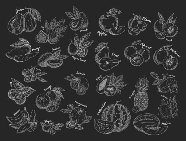 Sketches of isolated fruits. Vegetarian food or nutrition Set of isolated vegetarian food or fruits sketches. Avocado and apple, guava and fig, mango and durian, plum and peach, passion or dragon fruit, apricot and lemon, pineapple and watermelon. Harvest mango fruit drawing stock illustrations