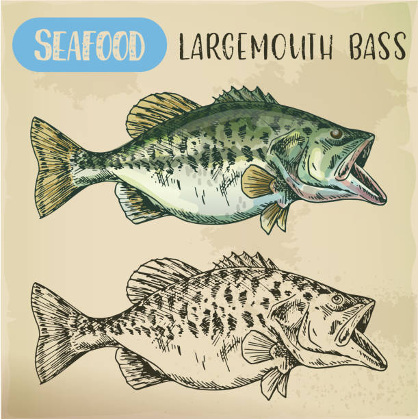 Hand drawn largemouth bass or gamefish Sketch of Florida largemouth bass, black gamefish or widemouth, bigmouth, bucketmouth, Potter s or Oswego trout, gilsdorf or LMB. Underwater and seafood, nautical and ocean, sea theme gamefish stock illustrations