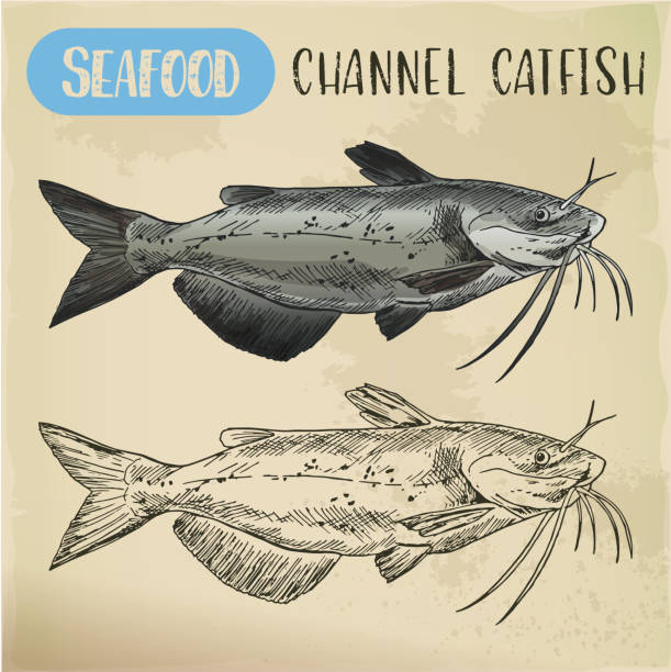 Channel catfish sketch. Seafood and fish Seafood channel catfish of aquaculture sketch. Hand drawn ocean or sea, river fish for shop or store signboard, restaurant menu. Underwater wildlife and nautical, marine and fishing theme catfish stock illustrations
