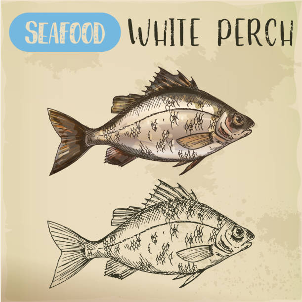 Sketch of perch or european perca. Fish seafood European white perch sketch. Signboard with hand drawn silver bass, crappie, river seafood animal. Perca for sport fishing trophy or restaurant menu. Aquatic fauna and underwater, nautical, fish theme crappie stock illustrations