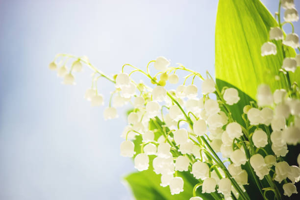 istock blooming lilies in the bouquet. selective focus. 1127788410