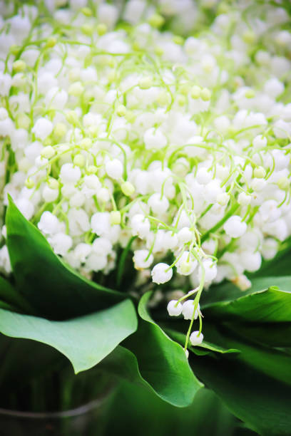 istock blooming lilies in the bouquet. selective focus. 1127788414
