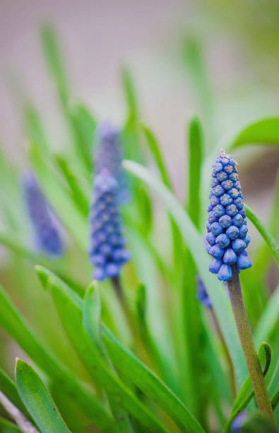 istock blooming Muscari flowers. selective focus. nature fliwers. 1127788431