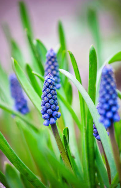 istock blooming Muscari flowers. selective focus. nature fliwers. 1127788446