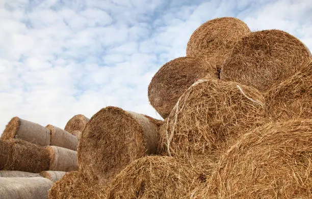 Here are hay bales, stored for farm animals feeding.