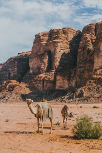 верблюд, стоящий в пустыне вади рам - wadi rum стоковые фото и изображения