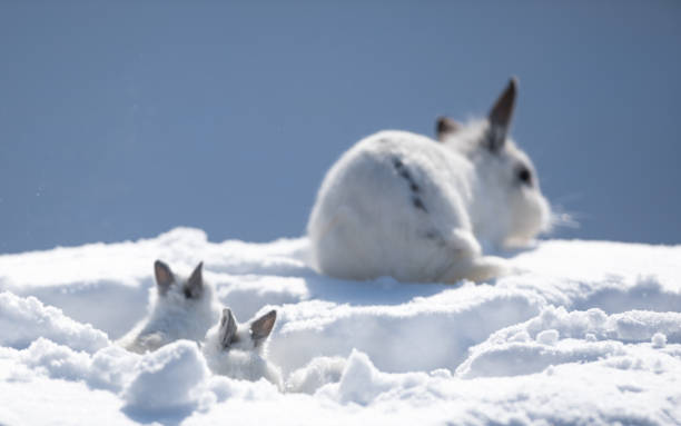 rabbit family, cute white rabbits in the snow rabbit family, cute white rabbits in the snow рождество stock pictures, royalty-free photos & images