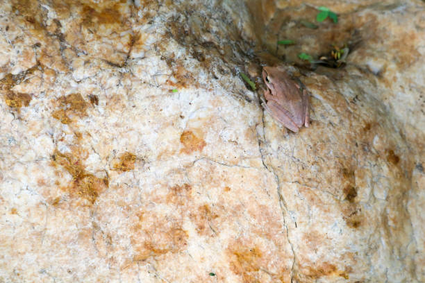 istock tree frog hide top of stone by adjusting the skin 1127792629