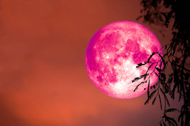 istock super pink moon back silhouette leaves and cloud on night sky 1127792692
