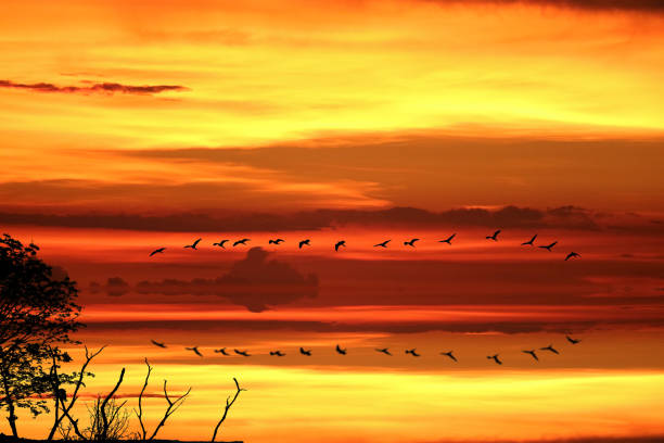 istock reflection of sun dawn  on sea silhouette ship on sky line 1127792968