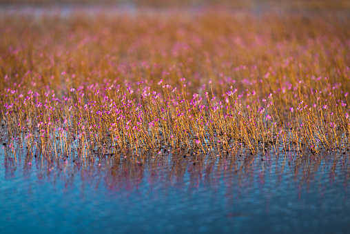 Purple flowers of Leafy bladderwort with blue lake