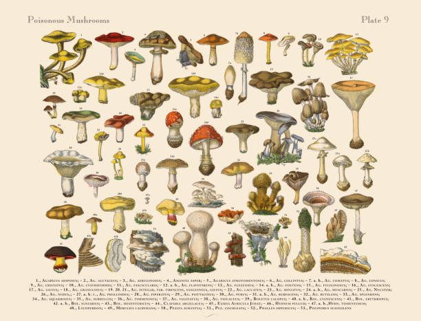 Poisonous Mushrooms, Victorian Botanical Illustration Very Rare, Beautifully Illustrated Antique Engraved Victorian Botanical Illustration of Poisonous Mushrooms: Plate 9, Published in 1886. Source: Original edition from my own archives. Copyright has expired on this artwork. Digitally restored. engraving engraved image hand colored nature stock illustrations