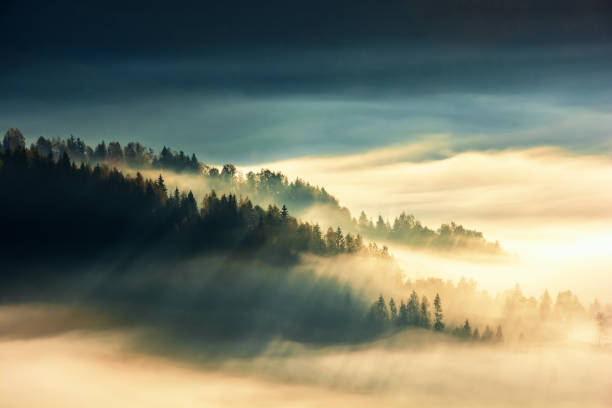 istock forest on the hill in fog. view from the top 1127794980