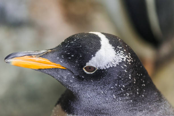 pingüino de gentoo (pygoscelis papua) - nobody beak animal head penguin fotografías e imágenes de stock