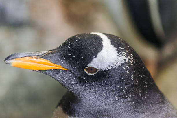 gentoo penguin (pygoscelis papua) - bird black penguin gentoo penguin imagens e fotografias de stock