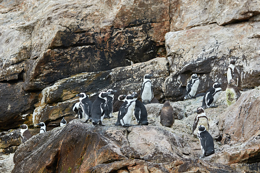 Penguins on the rock at St. Croix