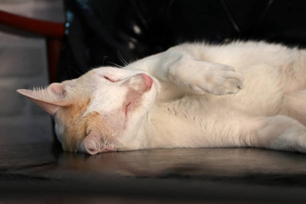 A ginger cat sleeps in his floor