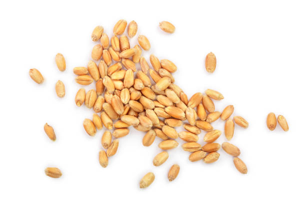 istock wheat grains isolated on white background. Top view 1127795894