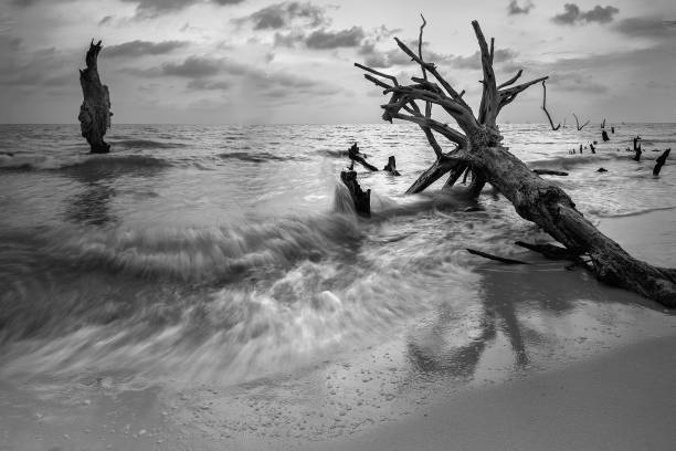 istock Blurred Motion Of Sea Waves Splashing On Dead Tree At Beach 1127795896