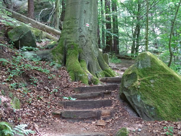 istock Stairs on the red hiking trail 1127796544