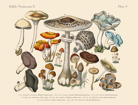 Very Rare, Beautifully Illustrated Antique Engraved Victorian Botanical Illustration of Edible Mushrooms: Plate 4, Published in 1886. Source: Original edition from my own archives. Copyright has expired on this artwork. Digitally restored.
