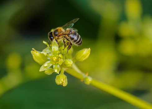 A Wool carder bee gathers pollen from a flower in summer in the Laurentian forest.