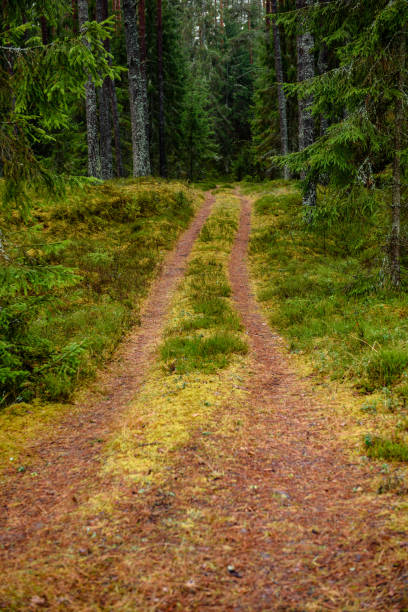 istock empty country gravel road with mud puddles and bumps 1127801059