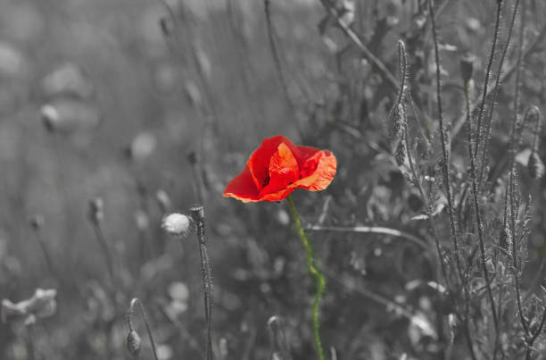istock Poppy flower on a black and white meadow. Exception concept. Black sheep 1127801787