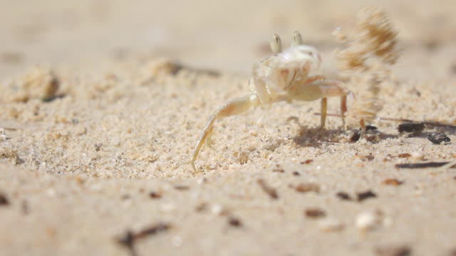 Close up : slow motion of a ghost crab digging in to the sand