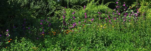 istock Panorama Wildflower Meadow, Mallow, Marigold, Sunflower, Bee Willow 1127804523
