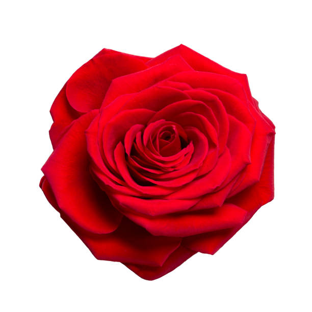istock Beautiful red rose isolated on white background close-up. 1127804732
