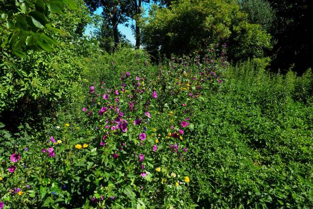 istock Look over the wildflowers, bee pasture, 1127804800