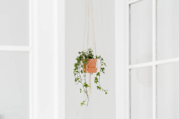 istock Apartment with diy hanging pot 1127806023