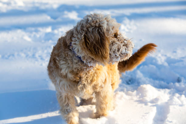 istock Goldendoodle in the Snow 1127806092