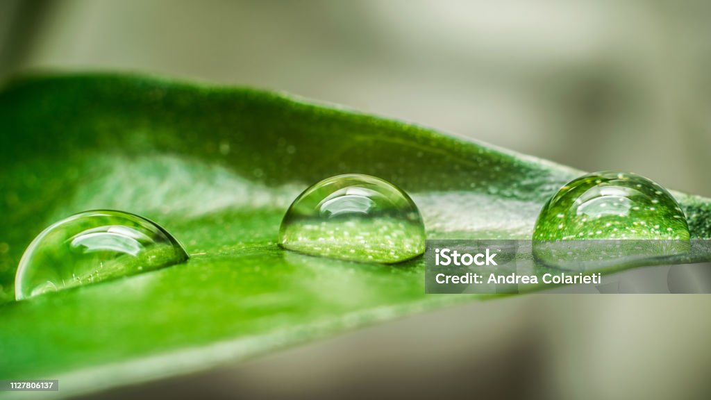 Three drops of dew on a green leaf of a plant Backgrounds Stock Photo