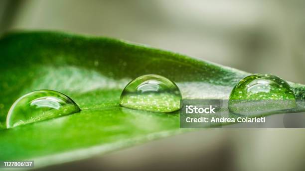 Three Drops Of Dew On A Green Leaf Of A Plant Stock Photo - Download Image Now - Backgrounds, Beauty, Beauty In Nature
