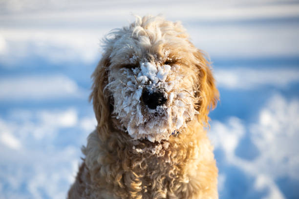 Goldendoodle in the Snow