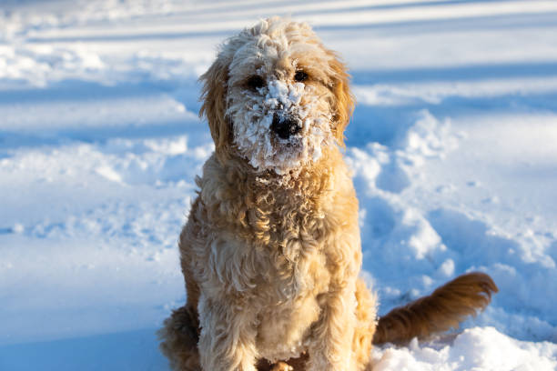 istock Goldendoodle in the Snow 1127806161