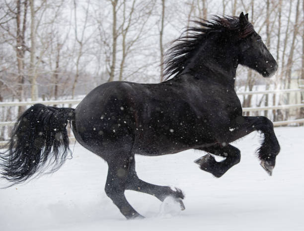 istock Friesian horse running through the snow 1127807081