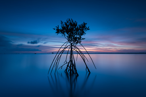 Long exposure on the beach with mangrove tree at twilight