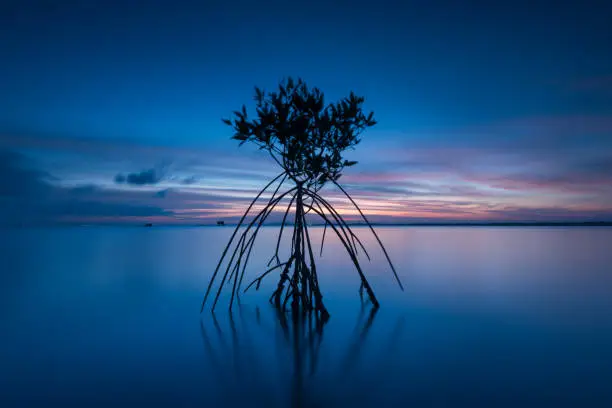 Photo of Long exposure on the beach with mangrove tree after sunset