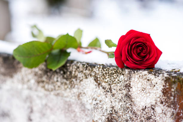 en blomma av en röd ros på en vinter kyrkogård under en begravning - blommor grav bildbanksfoton och bilder