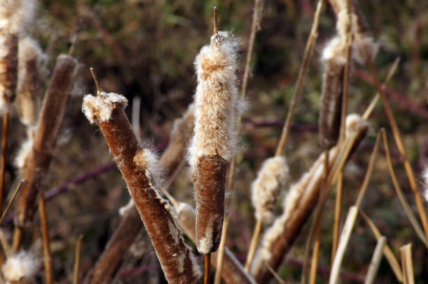 istock Pipe flask Typha Bums meule in nature 1127808042