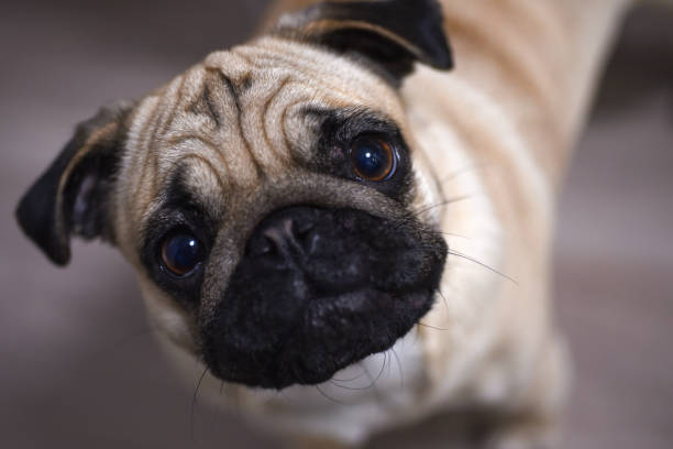 Cute pug dog
